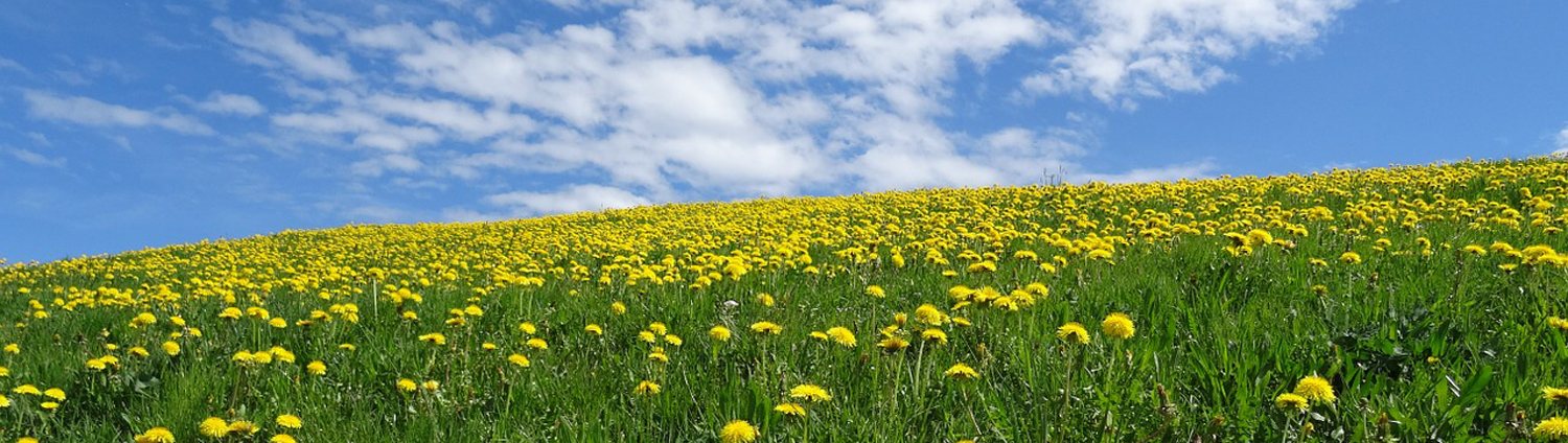 Löwenzahnwiese im Frühling