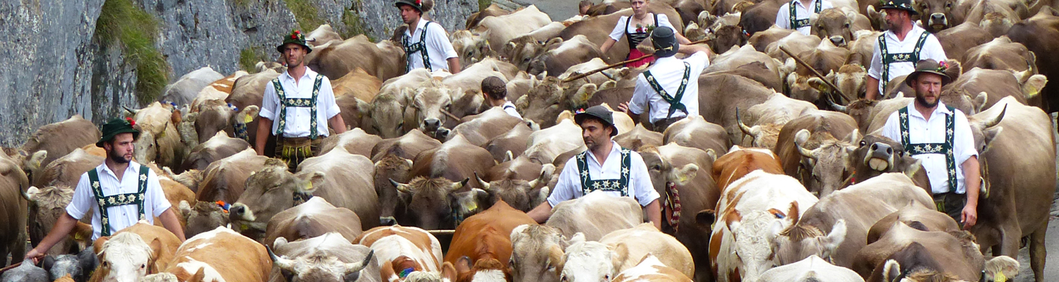 Viehscheid im Allgäu